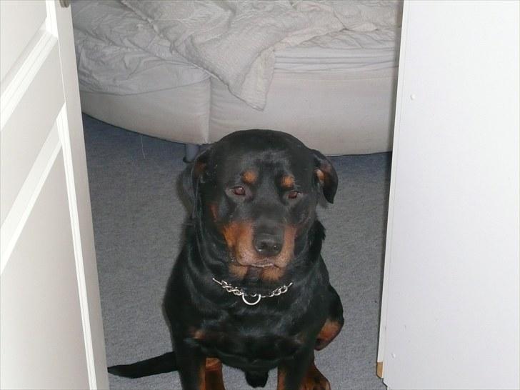 Lige lidt billeder af mine dejlige dyr. billede 17