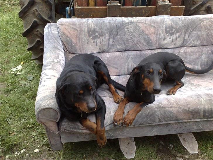 Lige lidt billeder af mine dejlige dyr. billede 20