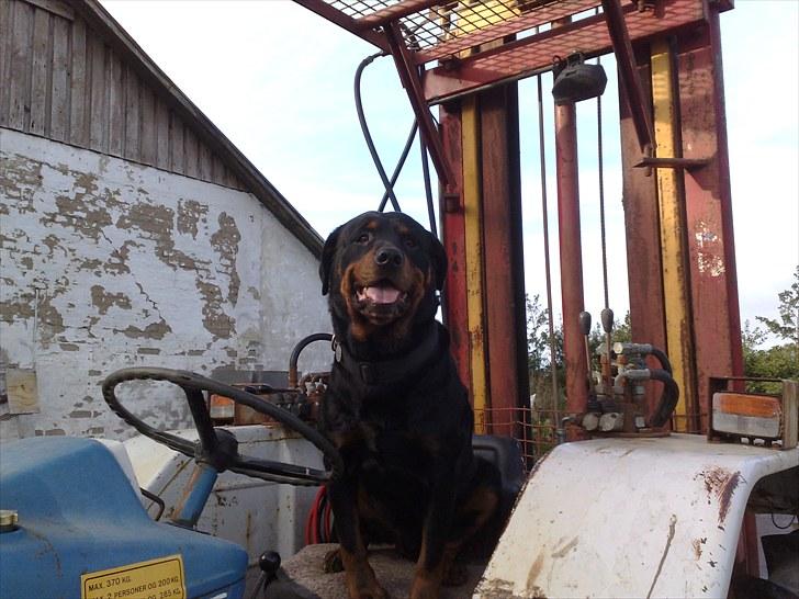 Lige lidt billeder af mine dejlige dyr. billede 23