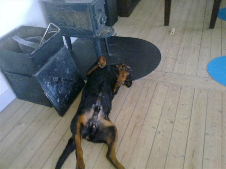 Lige lidt billeder af mine dejlige dyr. billede 25