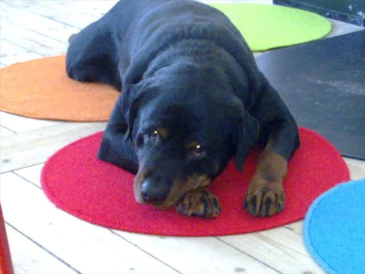 Lige lidt billeder af mine dejlige dyr. billede 26