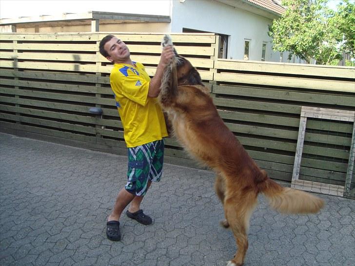 Carbon Fiber folie på en Vectra b - Rytis og min lille hund! billede 5