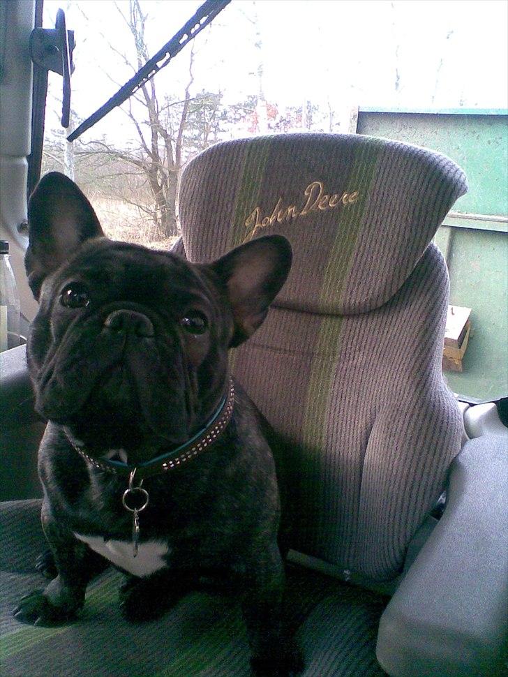 Billeder af de grønne på gården - Ja ja Albert nyder osse at kører i John Deere!!! billede 29