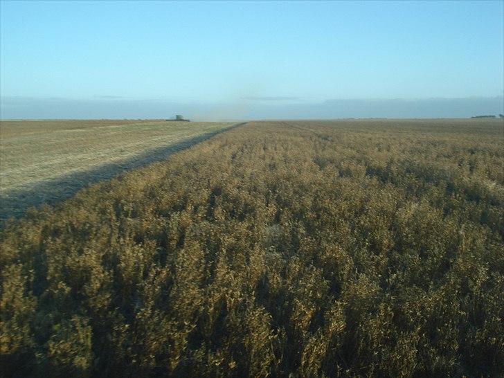 Høst i West Australien 2010..:) billede 2