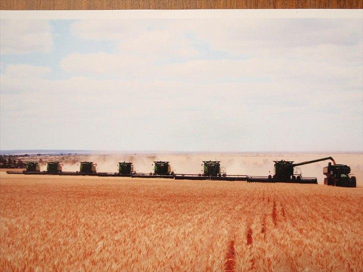 Høst i West Australien 2010..:) billede 1