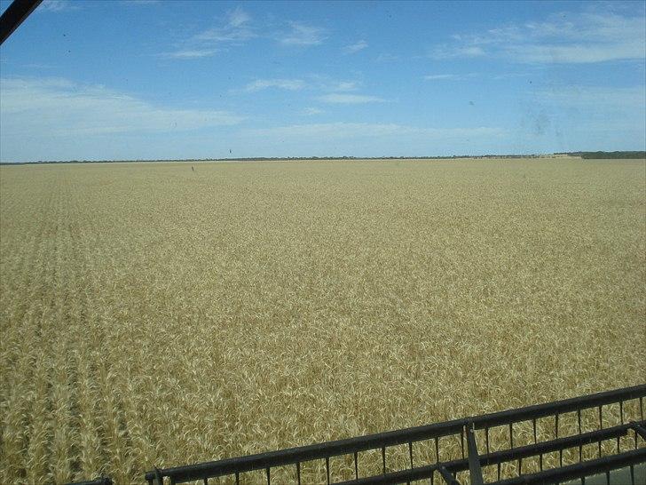 Høst i West Australien 2010..:) billede 3