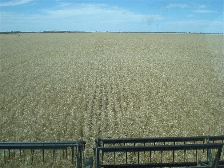 Høst i West Australien 2010..:) billede 4