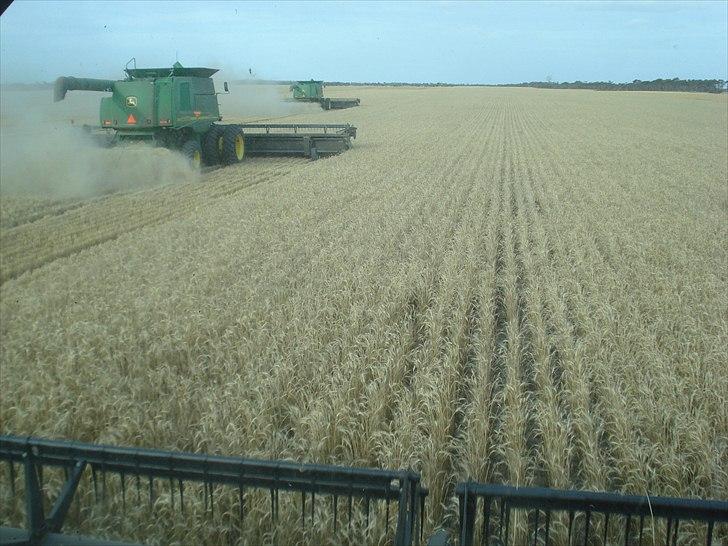 Høst i West Australien 2010..:) billede 6