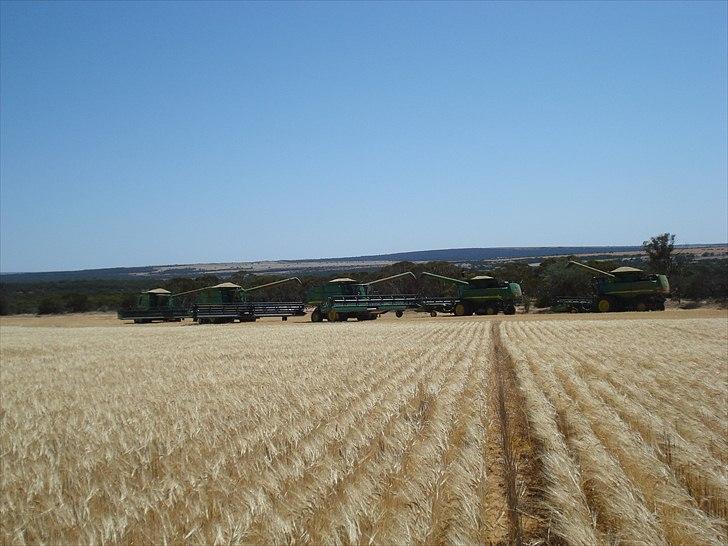 Høst i West Australien 2010..:) billede 29