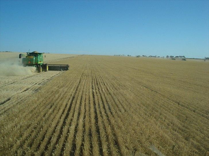 Høst i West Australien 2010..:) billede 31