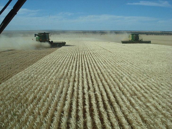 Høst i West Australien 2010..:) billede 32