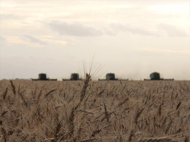 Høst i West Australien 2010..:) billede 52