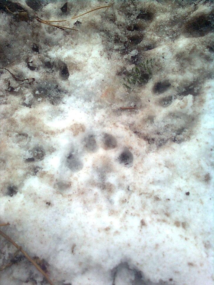 Er det her Mårhund ? - Her er et godt og tydeligt spor. Lige så stort som ræv men rundere.... billede 1