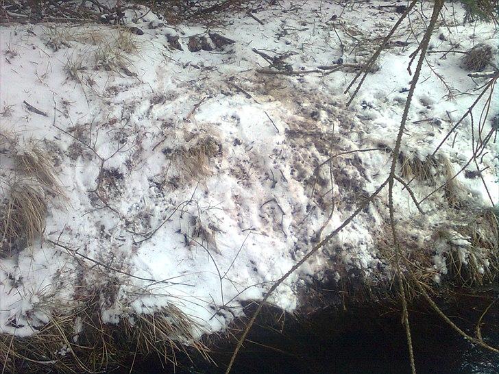 Er det her Mårhund ? billede 2