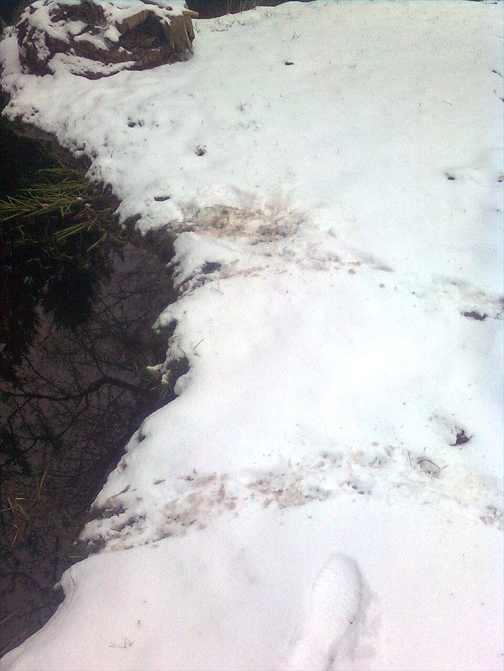 Er det her Mårhund ? billede 3