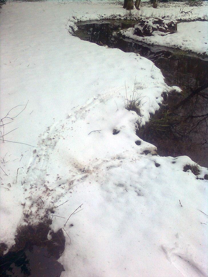 Er det her Mårhund ? billede 4