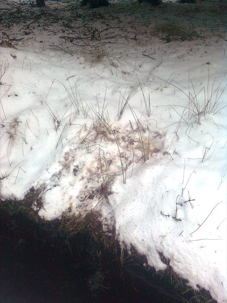 Er det her Mårhund ? - Her er der et blodspor. Jeg tror den har spist en frø, som der er masser af i kanalen... billede 5