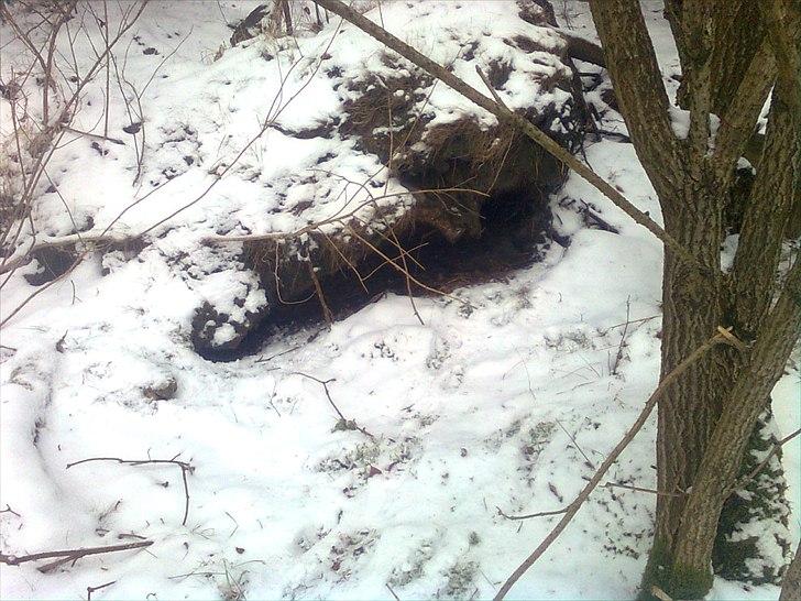 Er det her Mårhund ? - Her er en lille "hule" under et væltet træ ved vandkanten. Der er spor ind og ud. Må ha' fat i en gravhund.... billede 6