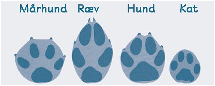 Er det her Mårhund ? billede 7