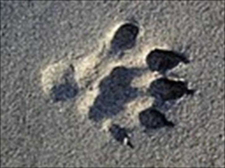 Er det her Mårhund ? - Nu bliver jeg i tvivl... Her et Odder-spor... Er der 5 trædepuder på billed 1 ? billede 8