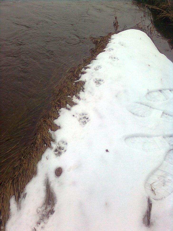 Er det her Mårhund ? billede 11