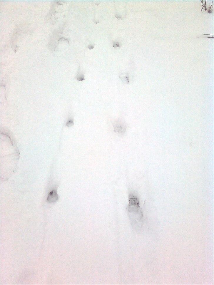 Er det her Mårhund ? - Her er den på vej ned mod åen igen, ved siden af et rævespor.... Ræv til venstre - Odder til højre... billede 12