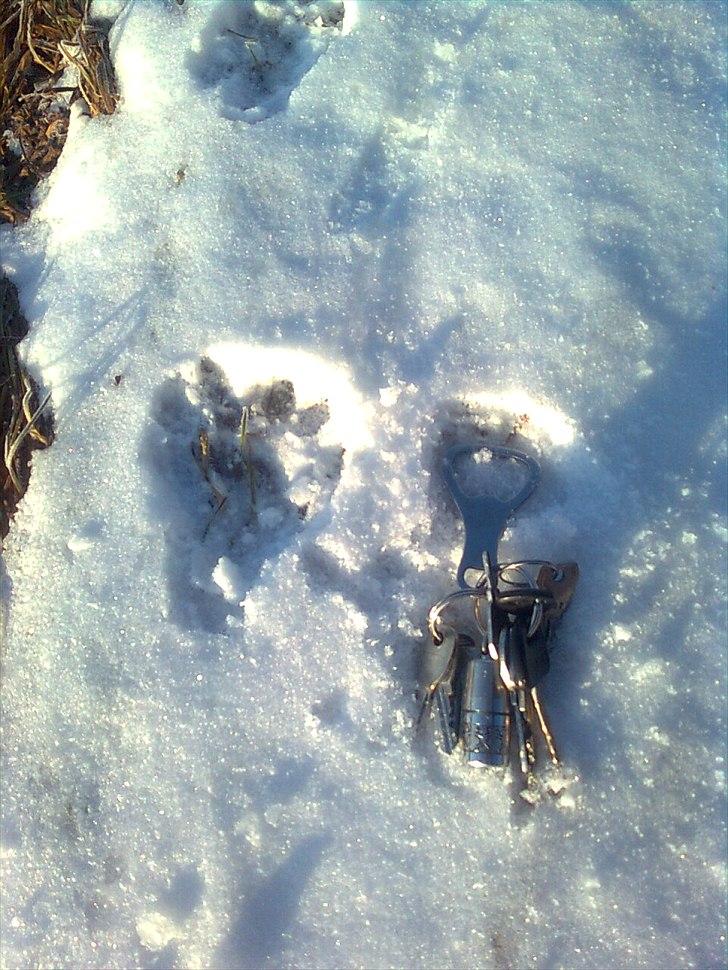 Er det her Mårhund ? - Oplukkeren er 40mm bred så sporet er over 50mm bredt - altså IKKE Mink.... billede 13