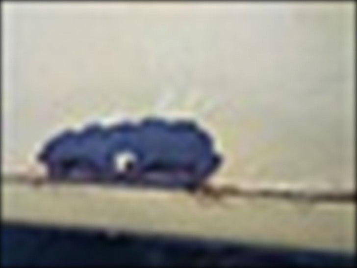 Seat 900 LS billede 1