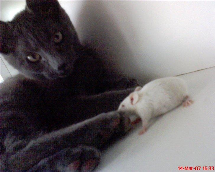 Et par sjove billeder fra min kollektion… - Dem har jeg oss leget med lol :D billede 6