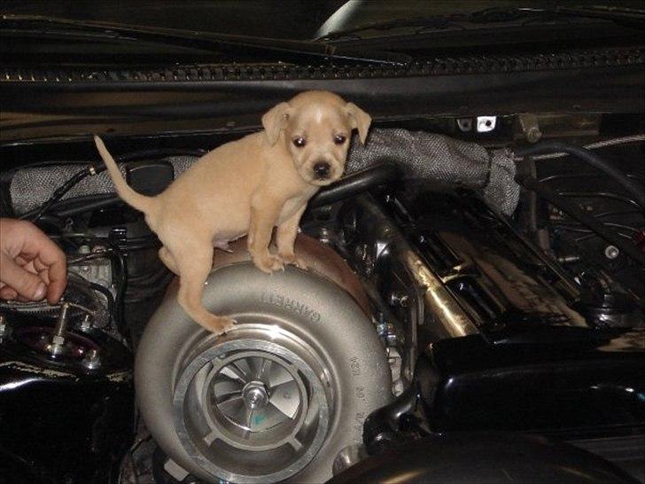 Er du til brede Biler???? billede 80