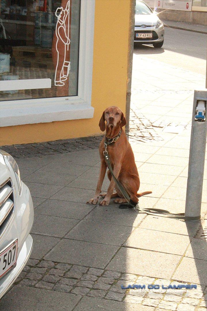 Cool Car Race 3000 billede 6