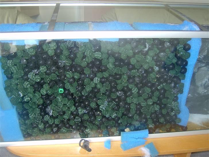 Opbygning af mit 720 L  - Filteret bliver lavet på bagsiden af baggrunden. Det er sat grov og fin filtermåtter op sådan at de danner et kammer til Bioballs. Dette er det bedste filter man kan få og er veligeholdsfri, som kan køre i mange år. Filteret rummer 50L og det er pænt stort, i forhold til et spandfilter til denne type akvarie er på ca 5L. billede 13