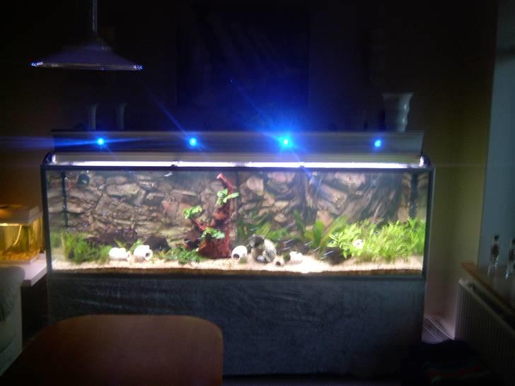 Opbygning af mit 720 L  - Så er akvariet klar, og der er monteret blå dioder i klappen som giver moonlight effekt om aften når lyset er slukket. billede 17