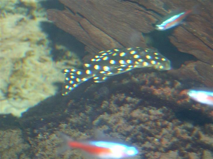 Opbygning af mit 720 L  - Jeg har skrevet til Galleriet om de ikke ville starte et akvariegalleri, men har ikke modtaget noget svar. Jeg mener at der er mere galleri i dette emne end feks. et Cykelgalleri. Men jeg håber de har husket opfordringen og vil lægge et på nettet snart...

Dette er nogle af de fisk jeg har.
Maller:
L059, L007, L029, L030, L031, L149, LDA33
Botia:
Plettet, kobber
Tetra:
Alm. Rød og sort neon
.............................
Balihajer, hestehovede smerling og pragt smerlinger, Flying fox, Plettet kuglefisk, Kulli ål, Labeo Bicolor, Rainbow Bicolor billede 20