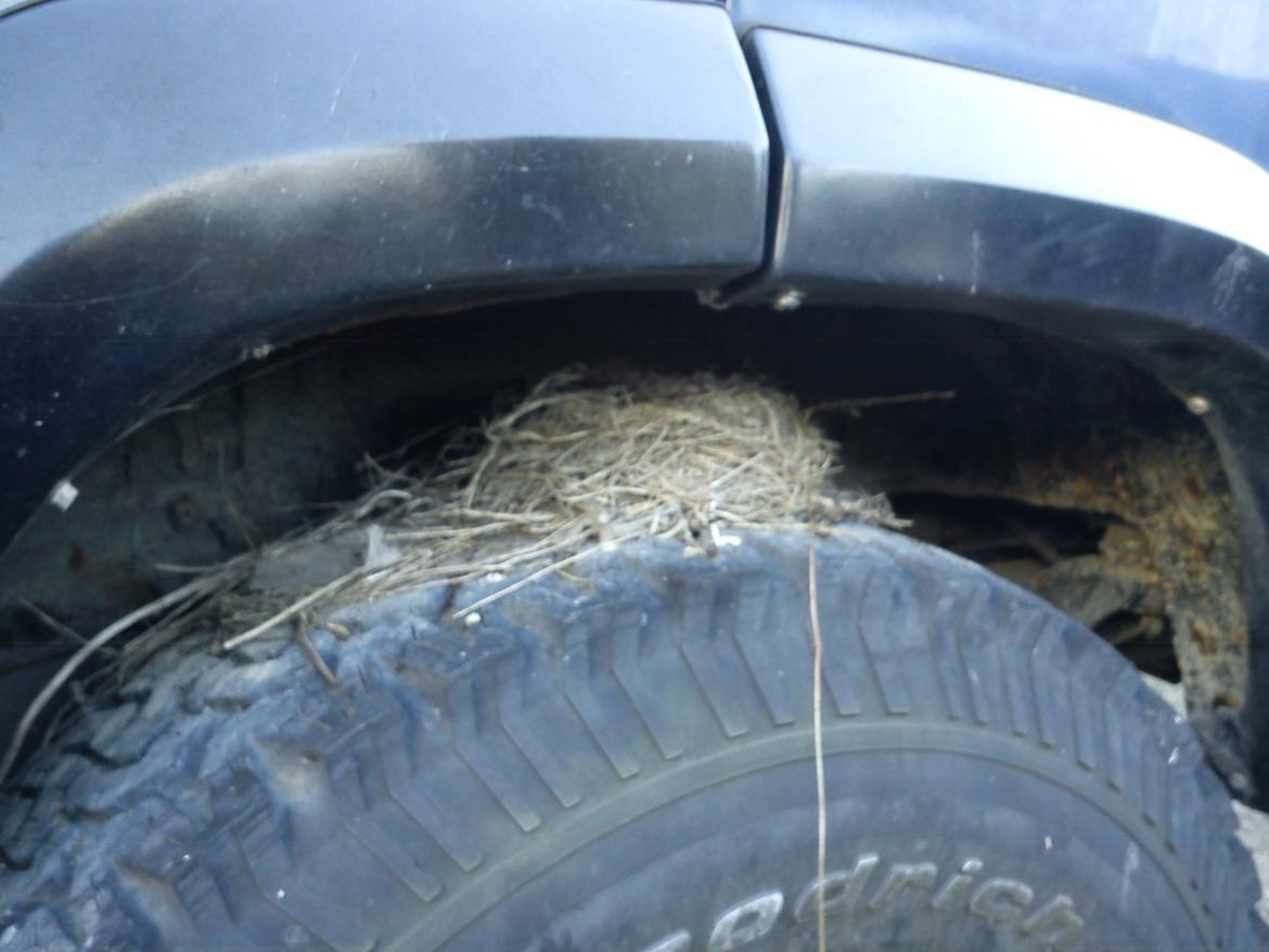 Toyota Land Cruiser HJ61 - Den dag den blev hentet billede 5