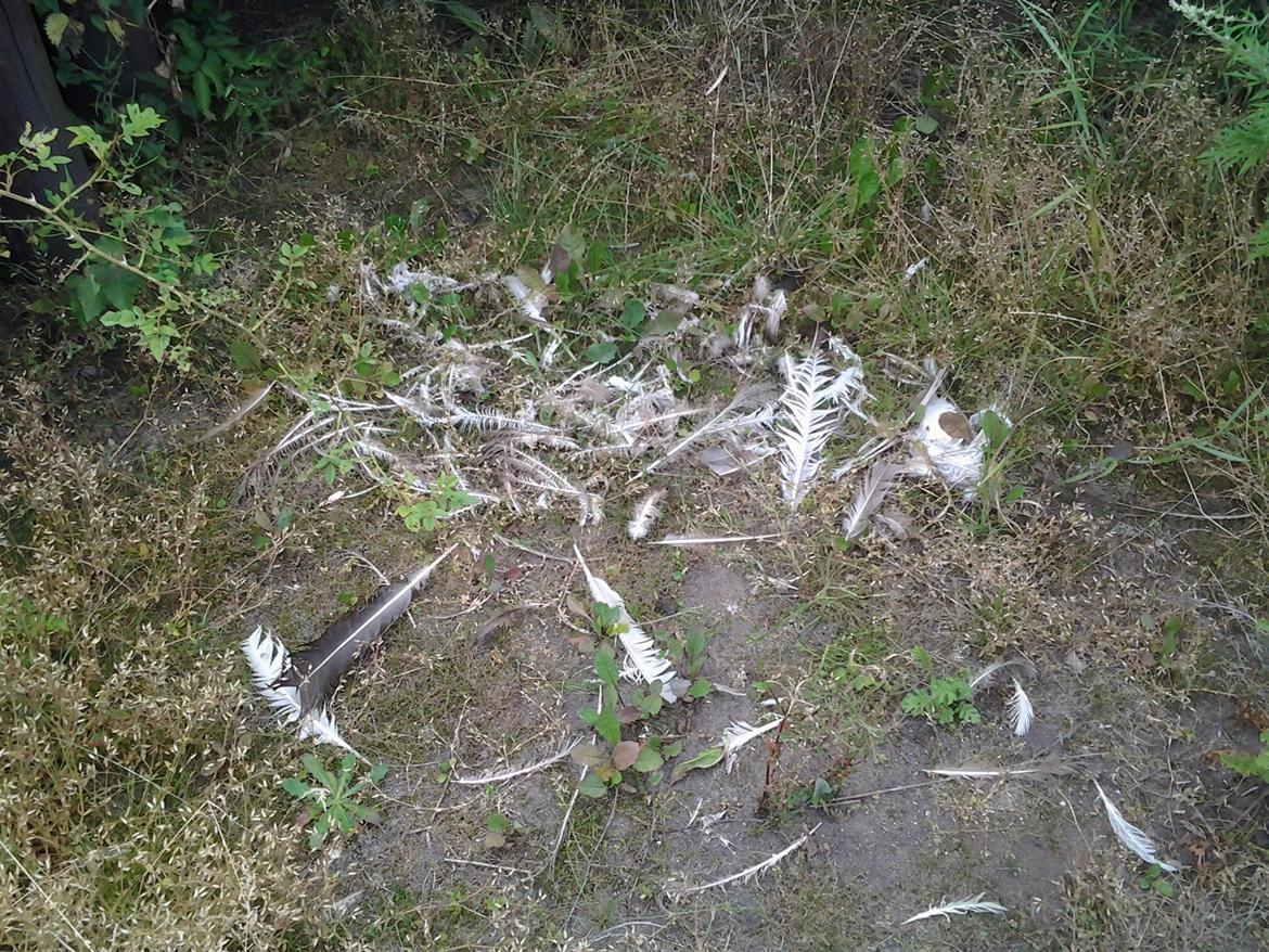 Tur i Forladt Sommerland Syd billede 82