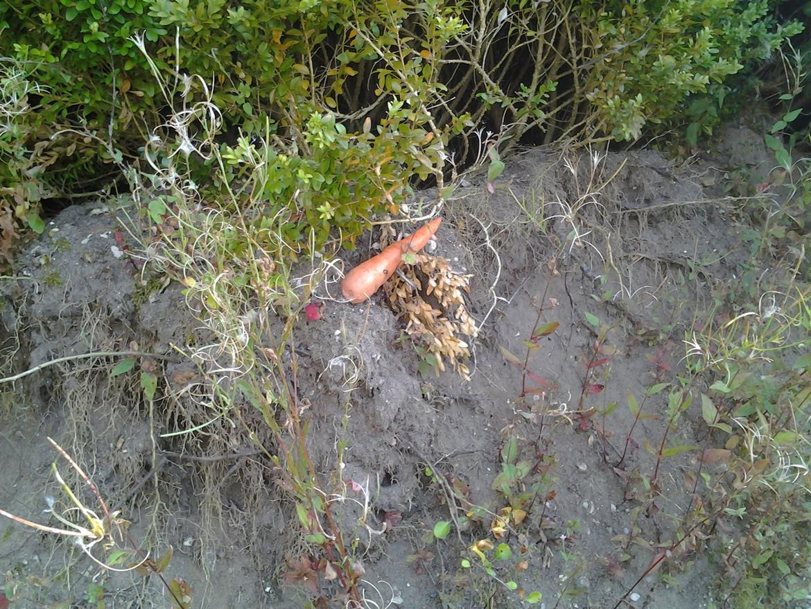 Tur i Forladt Sommerland Syd billede 100