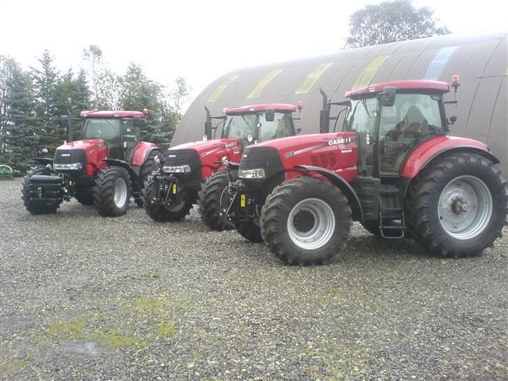 Lidt billeder fra mit arbejde - Her er vores 3 pumaer til fotografering til landsbladet og case magasinet billede 3