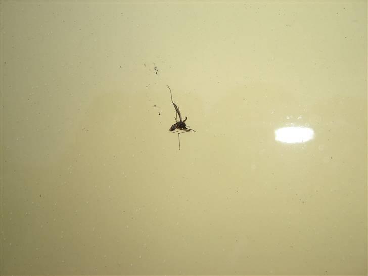 Volvo FH16 660 8x4 - Den aller første kujon der missede sin flyveoritering... plaaask billede 26