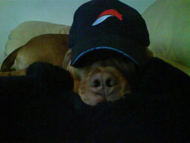 Lidt sjove billder billede 8