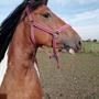 Merete P