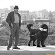 Copenhagen Cruisers $ Benny $ ,