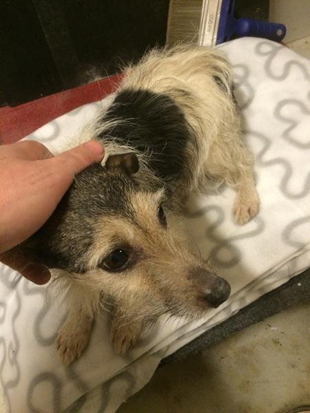 Endnu en hund fundet i Gadstrup