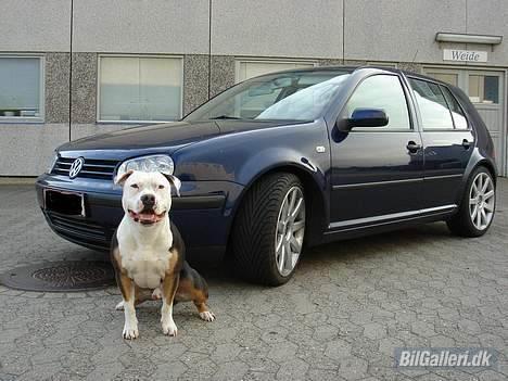 VW Golf IV *SOLGT* - Nye Rs4 18" + sænkning 50/50, gør altså meget forskel! :) nåårh ja og en doggy... :D billede 2