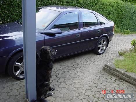 Opel Vectra B - Tjaaa, her har hunden vist taget vagten... billede 18