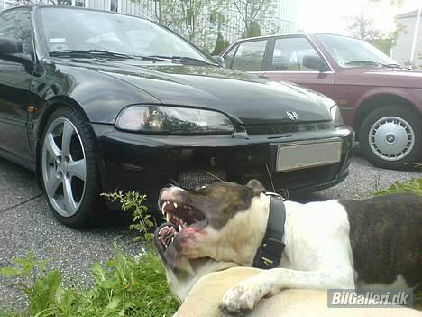 Honda Civic billede 7