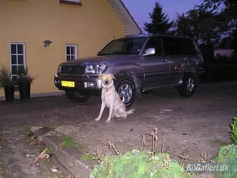 Toyota LandCruiser VX100>>SOLGT< -  + Min hund Stoffer.... billede 2