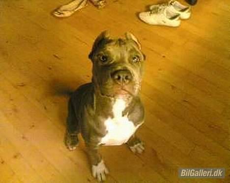 Mercedes Benz 124  pick up  - fars hund billede 14