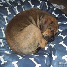 Mazda 626 gt coupe til salg