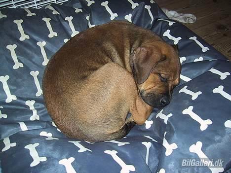 Mazda 626 gt coupe til salg - ja selv en vagt hund kan blive træt billede 1